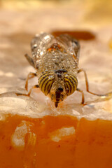Close up  beautiful bee Honey In Honeycomb