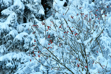 Gewöhnlicher Schneeball