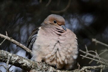 Mourning Dove