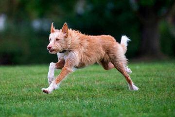 Lurcher running