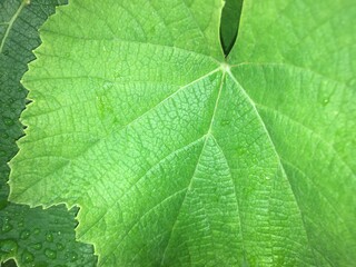 close up of green leaf