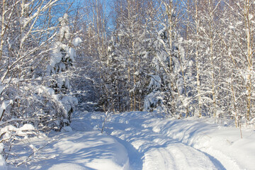 winter forest after a snowfall, sunny day, trees in the snow