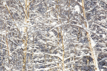 winter forest after a snowfall, sunny day, trees in the snow