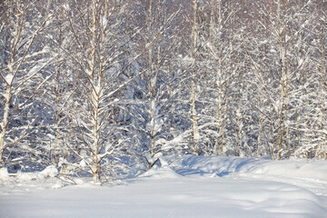 winter forest after a snowfall, sunny day, trees in the snow