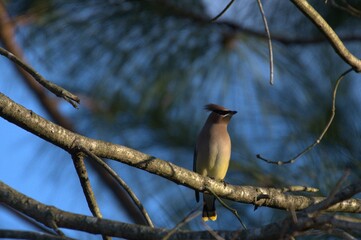 Cedar waxwing bird