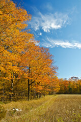 Fototapeta premium 581-91 Newport State Park Fall Pasture