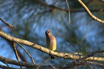 Cedar waxwing bird