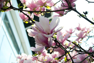 Fototapeta premium pink cherry blossom