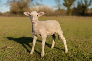 lamb in a meadow looking ahead