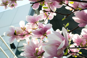 pink cherry blossom