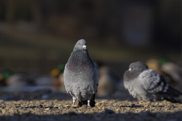 Fototapeta premium Pigeon standing on the river bank in the background another pigeon and ducks. The rock dove, rock pigeon, or common pigeon