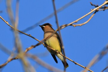 Cedar waxwing bird