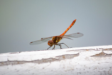 ważka  © Dariusz Grochal 