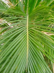 Beautiful picture of palm leave 