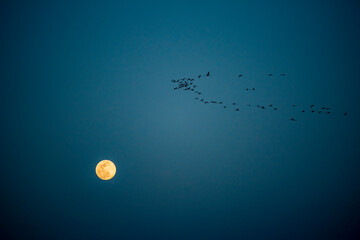 Flamingos migration with full moon