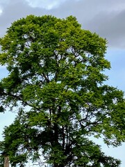 Árbol con hojas de color verde intenso con un fondo de cielo nublado