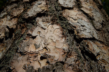 The structure of the tree bark illuminated by sunlight.
