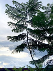 Observando el cielo con rama de un árbol de Jacaranda en primer plano
