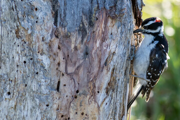 A hairy woodpecker perched on an old rotten tree pecking for insects and bugs.The wild bird is black and white with a little red on its head. The feathers are short and soft. The background is green.