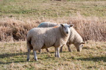 Two large woolly sheep grazing in an enclosed pen in a farmer's field.  Two sheep are side on to the camera and one sheep is staring at the camera. The field is filled with grass and there's a wood 