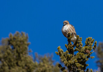 Colorado Red-tailed Hawk