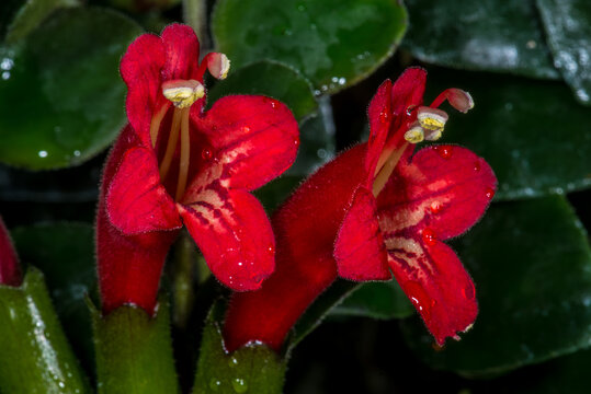 Lipstick Vine (Aeschynanthus spec.) Flowers