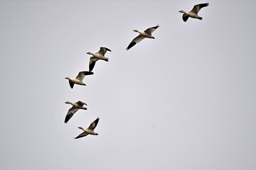 A Skein of Snow Geese - Sacramento NWR