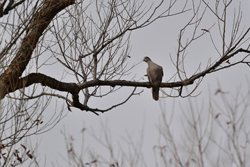 Mourning Dove - Sacramento NWR