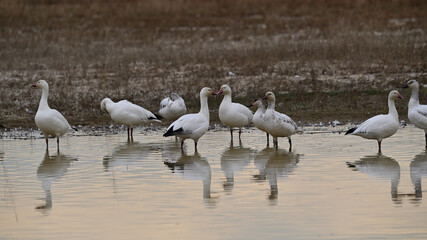 Snow Geese - Sacramento NWR