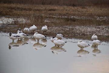 Snow Geese - Sacramento NWR