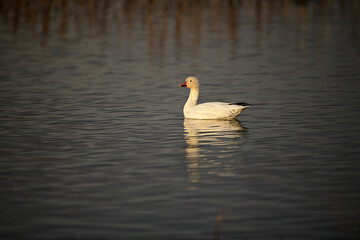 Snow Geese - Sacramento NWR