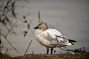 Snow Geese - Sacramento NWR