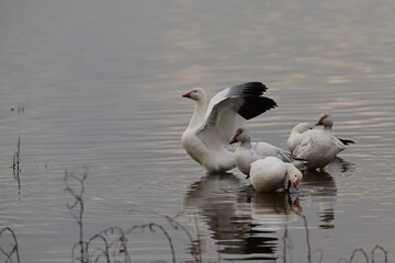 Snow Geese - Sacramento NWR