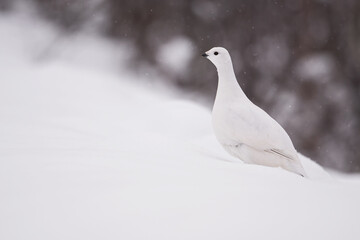 Lagopède des saules en hiver