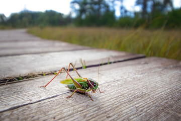 A large green grasshopper jumps on a wooden path.