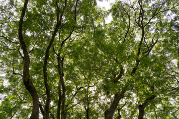 Green Trees in the Park