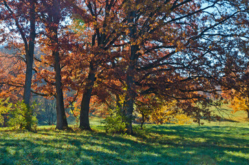 Naklejka premium 582-05 Autumn Oaks