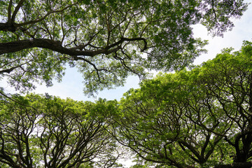 Green Trees in the Park