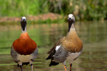 real geese together as a couple