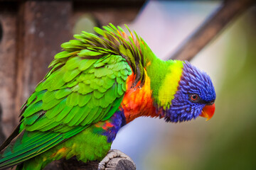 Rainbow  Lorikeet