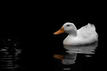 white duck in the water