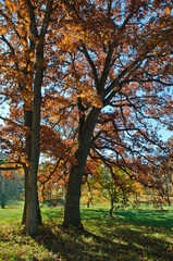 582-07 Autumn Oaks