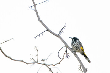 new holland honeyeater