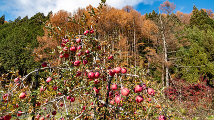 りんご、りんご狩り、りんご収穫、林檎畑、天気晴れ