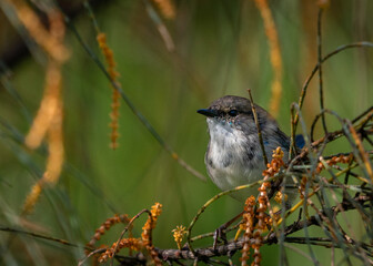 Superb Blue Fairy Wren
