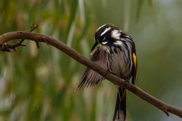 new holland honeyeater