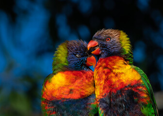 Rainbow Lorikeets