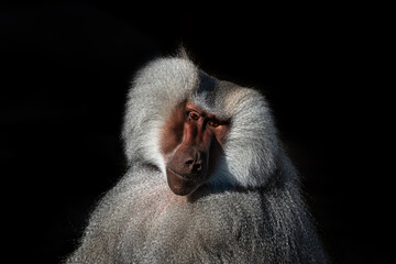 Fototapeta premium close up of a baboon