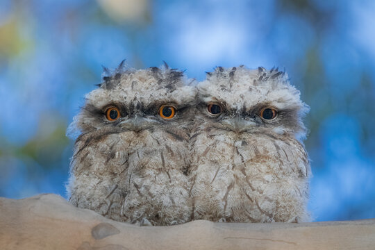 Baby Tawny Frogmouths