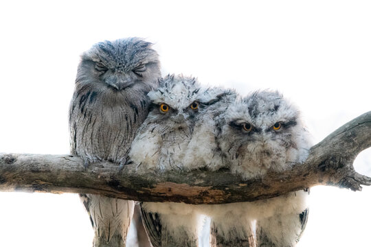Tawny Frogmouth family cuddled up   